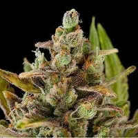 Critical Kush > Dinafem Seeds